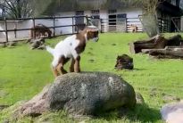 Nachwuchs bei den Ziegen im Tiergehege des Bremer Bürgerparks