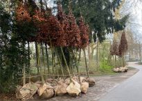Erste Spenderbäume der Baumschule Bruns sind im Bürgerpark angekommen